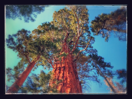 A real big tree